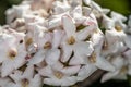 Flowers of Ã¢â¬ËKoreanspiceÃ¢â¬â¢ Viburnum